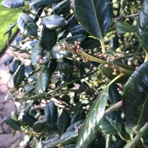 Meet your Posher, Skye